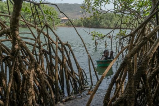 Millicent Turay ramasse des huîtres dans la rivière Numéro Deux, au milieu des mangroves de Freetown, en Sierra Leone.