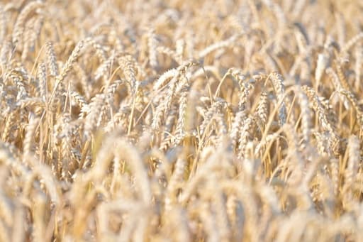 Cadmium dans l'assiette : pourquoi le pain pèse plus que le chocolat