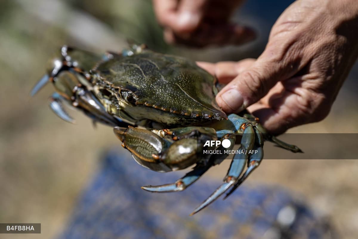 Un crabe bleu (Callinectes sapidus)