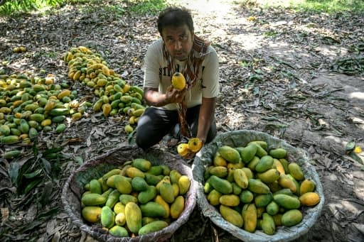Un cultivateur montre des mangues fraîchement récoltées dans un verger du Sindh, au Pakistan