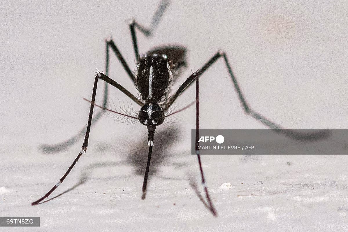 Gros plan d'un moustique tigre (Aedes albopictus), au corps noir rayé de blanc et aux pattes annelées