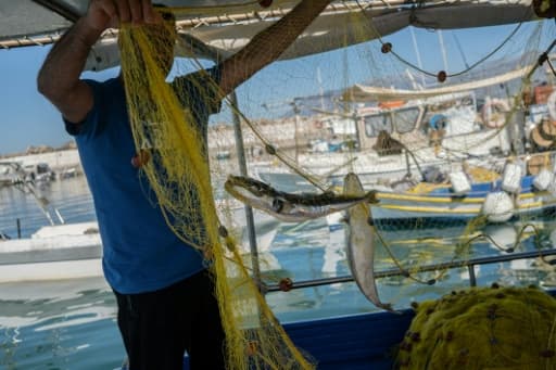 Un pêcheur remonte des poissons-ballons argentés pris dans ses filets, en Crète