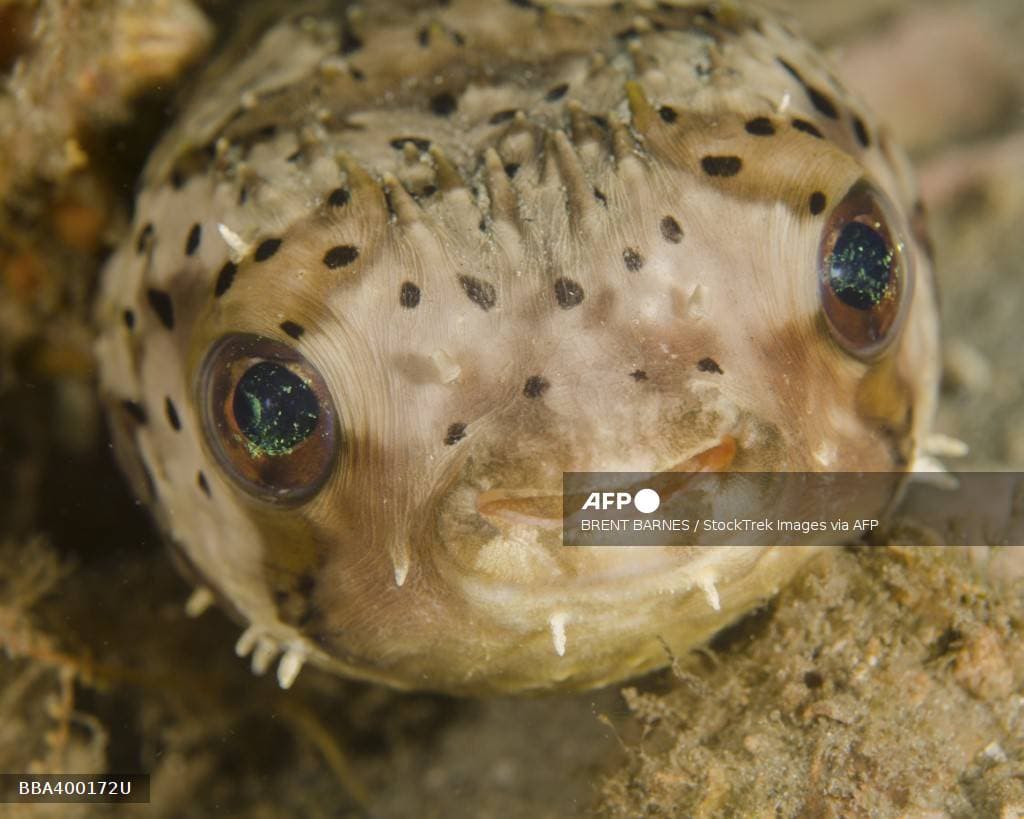 Un poisson-porc-épic (Diodon holocanthus)