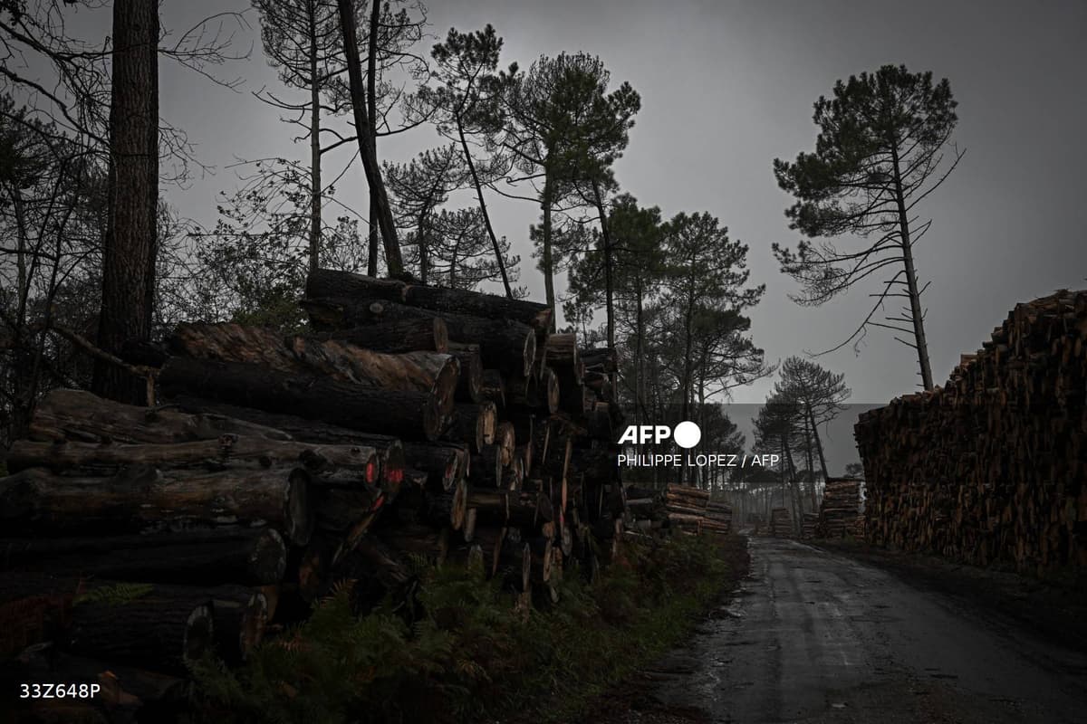 Troncs de pins entreposés le long d'une piste forestière