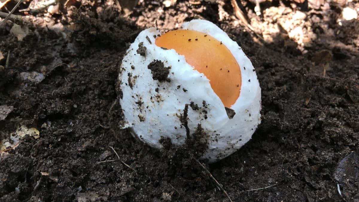 Jeune champignon rond et blanc émergeant du sol forestier, son enveloppe déchirée laissant voir un chapeau orange.