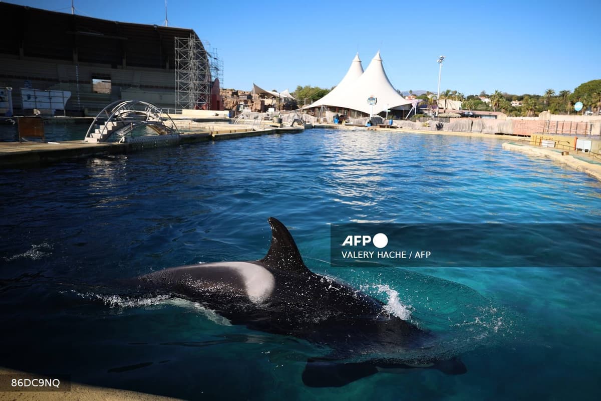 Une orque nage dans un bassin extérieur du Marineland d'Antibes, chapiteaux du parc en arrière-plan
