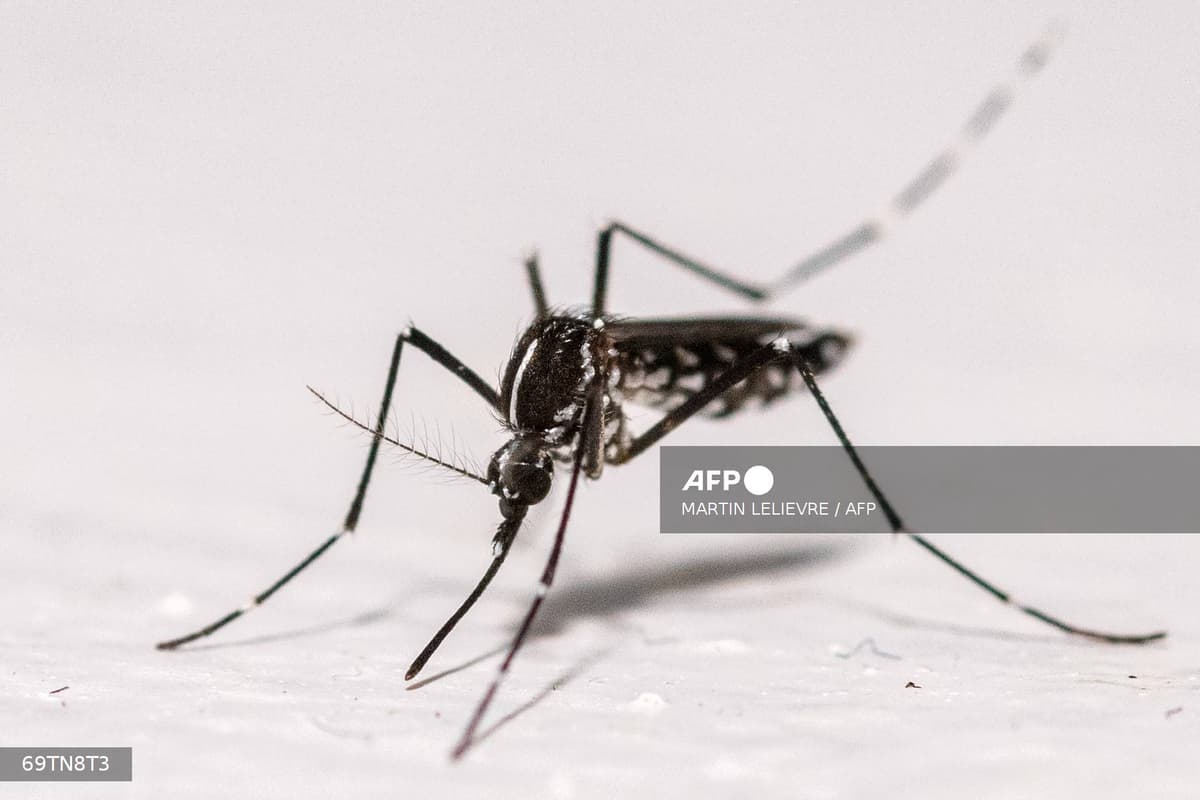 Moustique tigre : le virus voyage avant de circuler localement