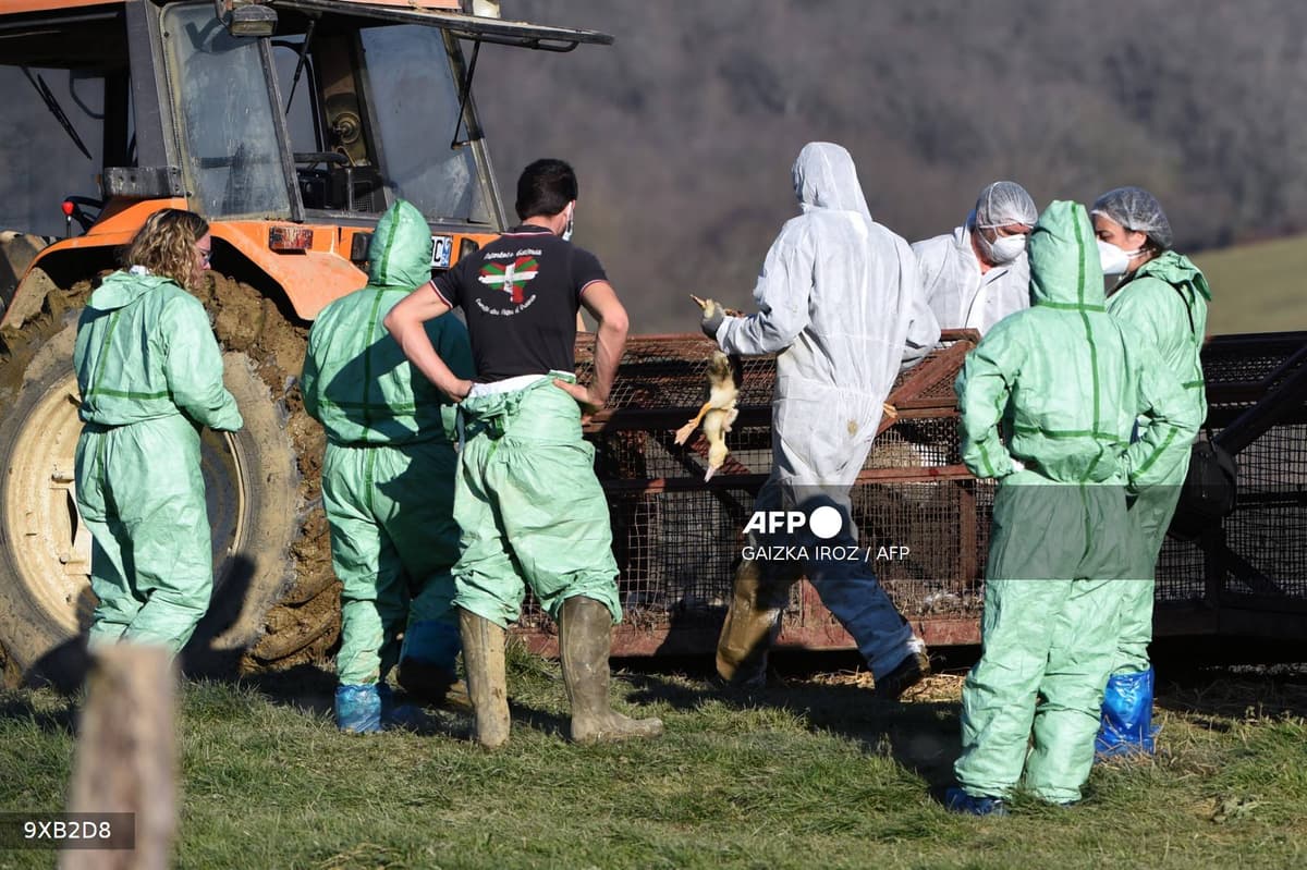 Grippe aviaire en France : l'épidémie que personne ne regarde