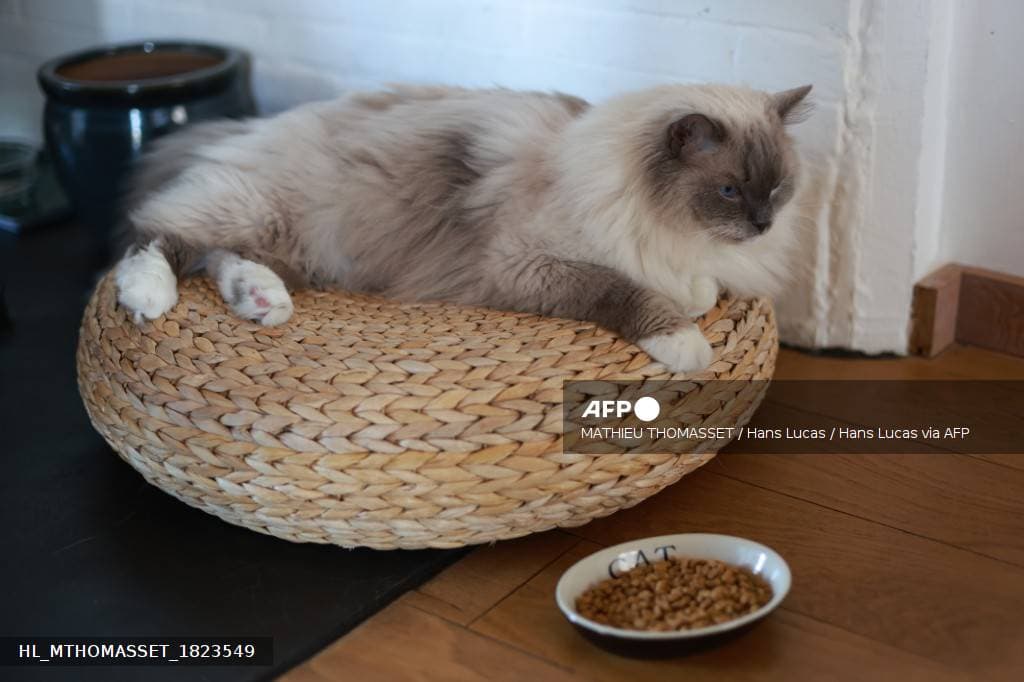 Chat devant sa gamelle de croquettes, illustrant la menace sur l alimentation des 80 millions d animaux de compagnie en France